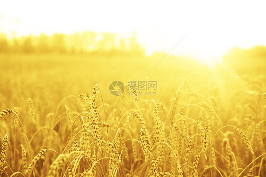 田野景观上的麦穗图片