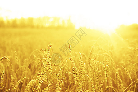田野景观上的麦穗图片