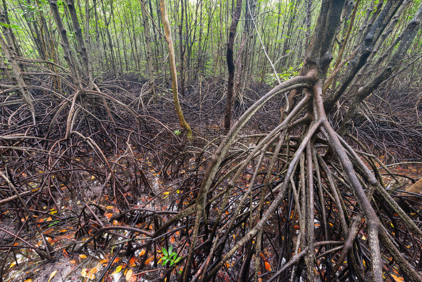 泰国昌塔胡里省红树林种植场图片