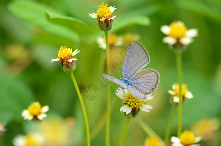 墨西哥花朵上的小蝴蝶天然绿图片