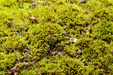 绿色苔藓背景地面上的森林苔藓图片