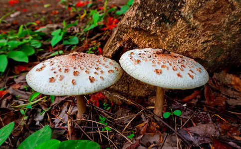 森林蘑菇中毒图片