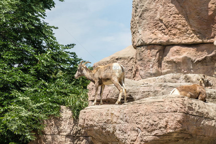野羊栖息在沙漠和岩石峭壁上图片