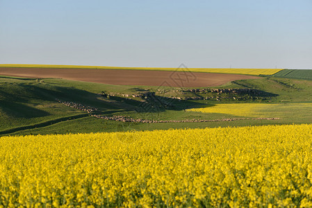 羊群在耕地之间的小山上一只油菜图片