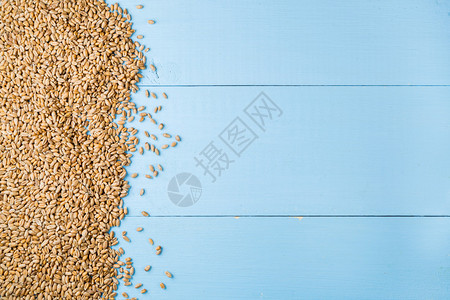 蓝木本底熟小麦黄金种子收获背图片