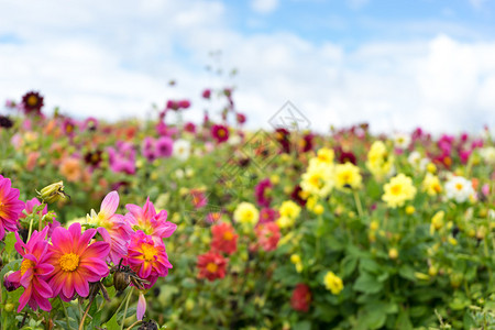 日本北海道美丽的花卉农场图片