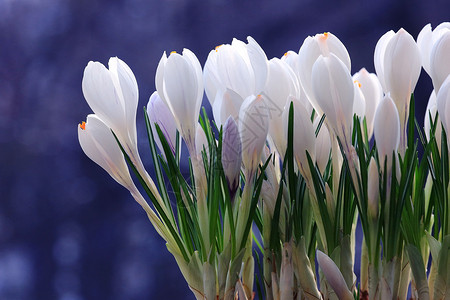 春天的花束白番红花雪莲背景图片