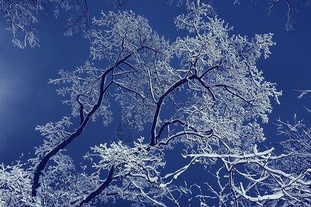 冬夜背景与白雪皑的树枝图片