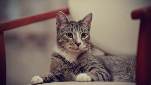 家养的条纹小猫的肖像图片
