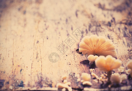 小蘑菇扇在雨季木制地面上形图片