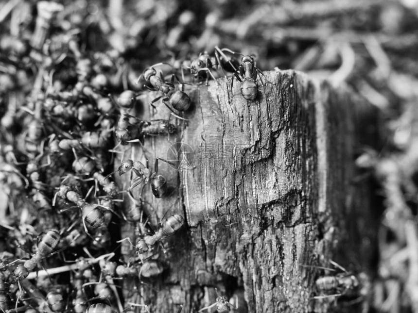 野生蚂蚁中间的大块烧焦的木头会建造它们的蚁丘蚂蚁家族殖民地合作建图片