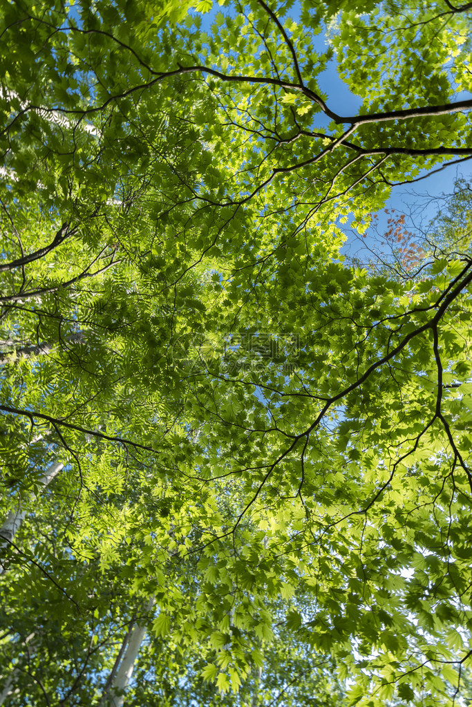 初夏的树叶和阳光透过树木图片