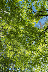 初夏的树叶和阳光透过树木图片