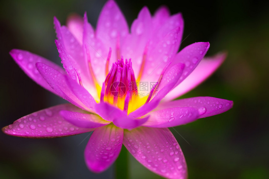 特写粉红色莲花图片