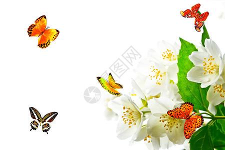春天的风景与娇嫩的茉莉花白色的花朵蝴蝶图片