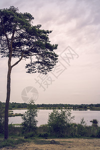 荷兰Kampina湖沼泽图片