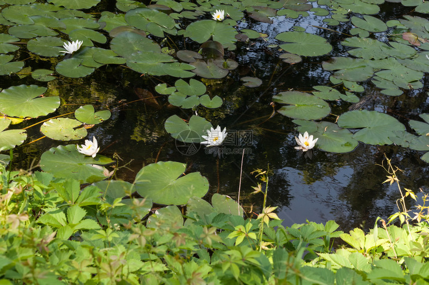 公园池塘里的花图片