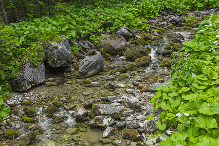 在波兰山塔特拉山的间溪流塔图片