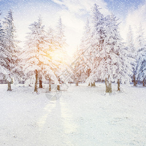 冬季风景树下雪布基亚图片