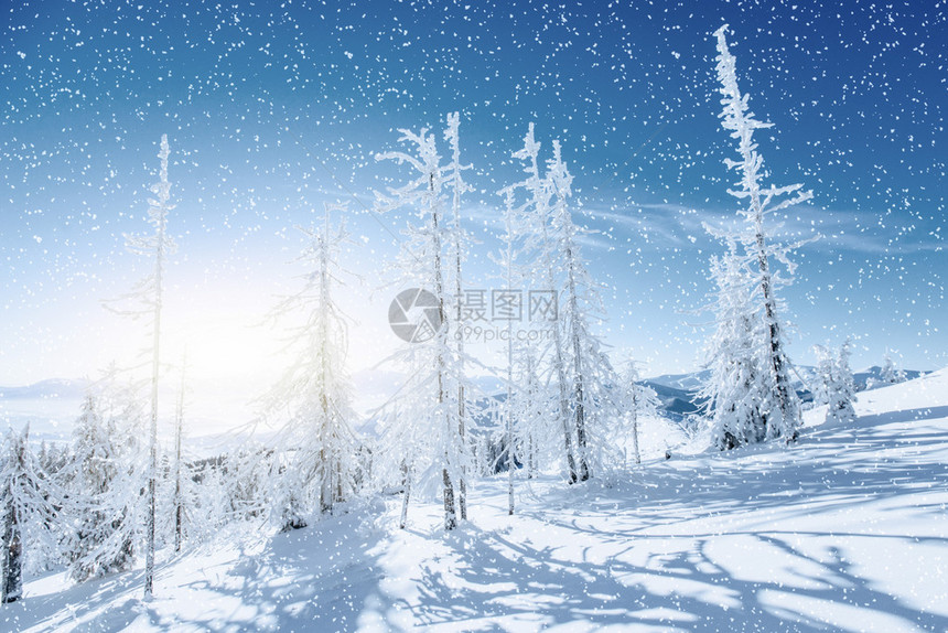 雪中的冬树图片