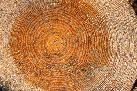 显示年轮的树干横截面的特写视图以年轮为背景的树干部分天然木图片