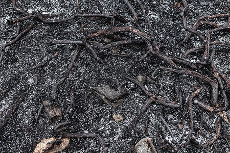 森林火灾的后果被烧毁的地和树图片