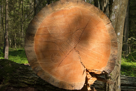 Bialowieza森林200多年老松树立断面特写背景图片