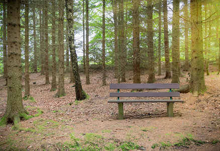 长木凳在有阳光的森林里图片
