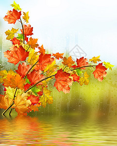 秋天的风景美丽的秋叶图片