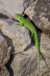 小绿蜥蜴在石头上晒太阳图片