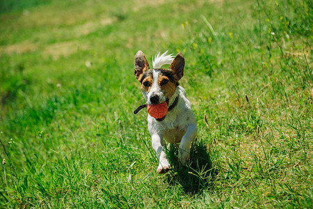 小狗品种杰克罗素泰瑞在草地上玩图片