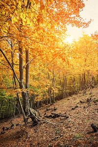 森林中美丽的秋景图片