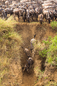肯尼亚马萨伊马拉的马拉河图片