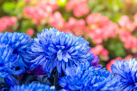 盛开的蓝色菊花特写镜头图片