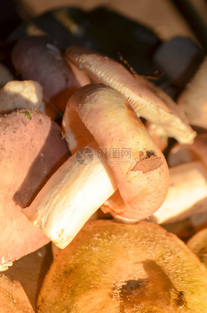 虾蘑菇或螃蟹布丁图片