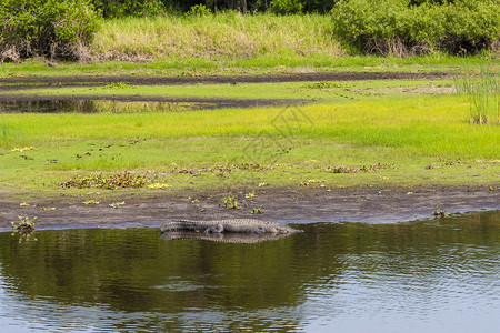 大型鳄鱼停靠在佛罗里达米亚卡河州图片