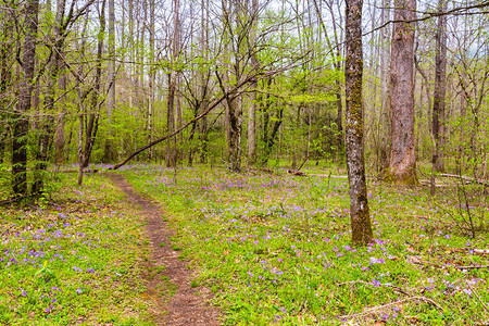 大斯莫基山公园初春有野花的森林在大图片