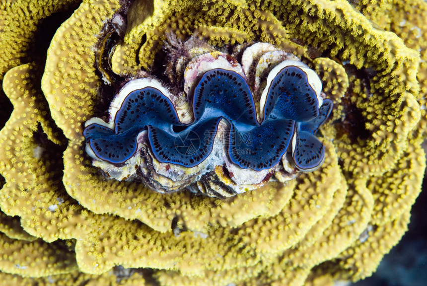 巨型蛤蜊嵌套在沙拉珊瑚中图片
