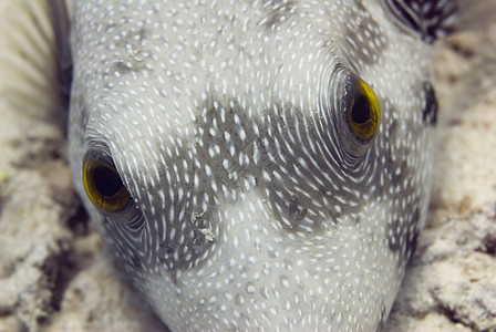 热带河豚水下特写图片