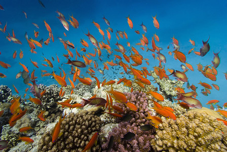 红海珊瑚礁周围游动的珊图片