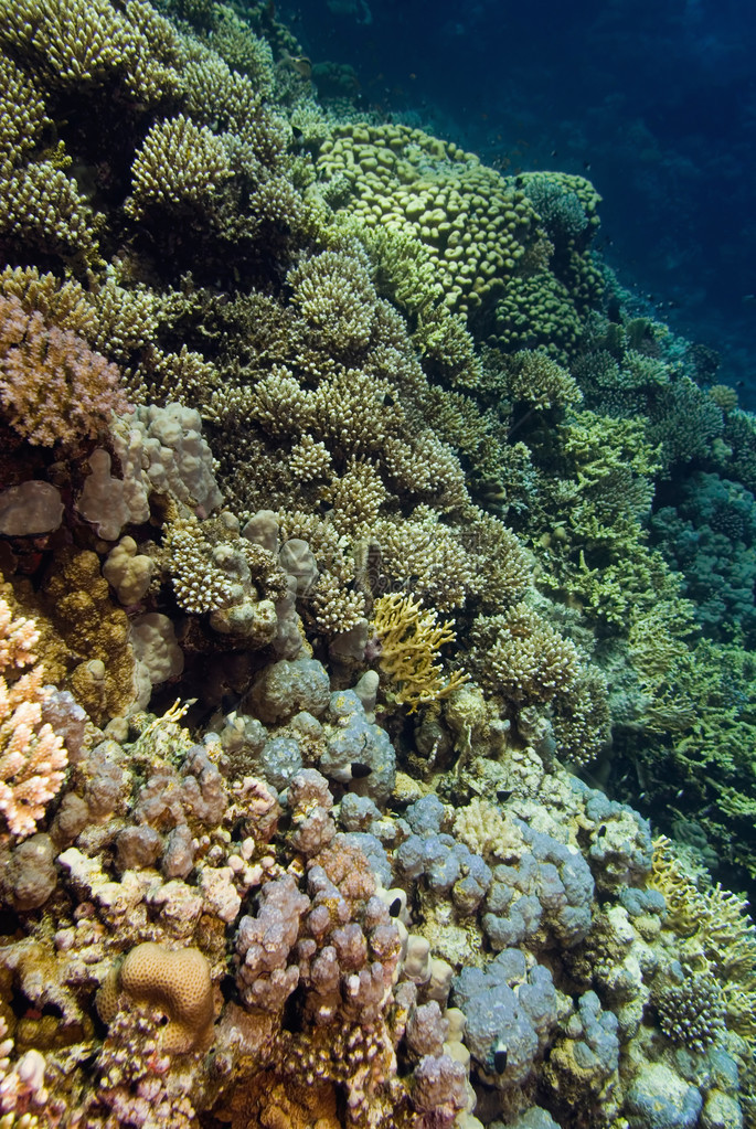 各种珊瑚水下形态图片