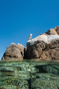 在岩石海岸上的海鸟的图像下图片
