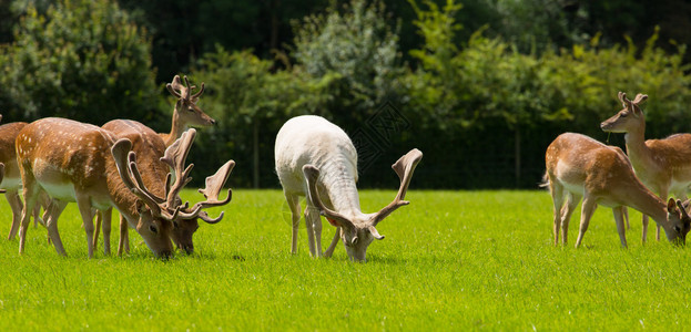 夏季在英国新森林区与鹿图片