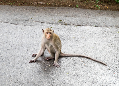 长尾猴子坐在泰国Ratchaburi图片