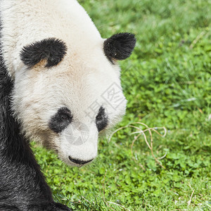 饥饿的大熊猫吃竹子图片