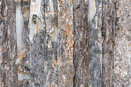 天然树皮板纹理未经处理的锈木背景粗木植物表面风图片