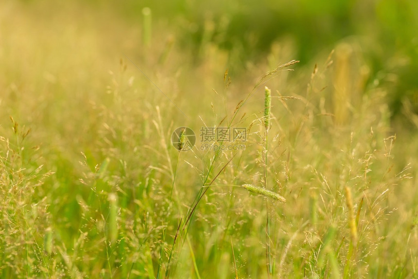 草尾野草夏季光照的自然植物在图片