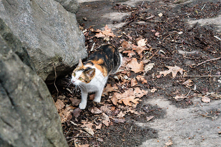 纽约中央公园三色猫游荡照片Centra图片