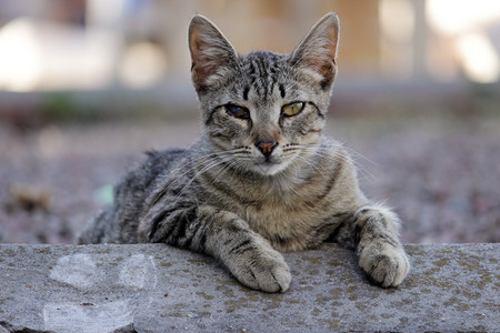 无家可归的猫感染了猫疱疹猫鼻气管炎或衣原体病鹦鹉热衣原体与眼睛结图片