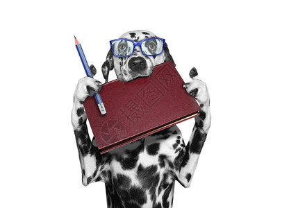 带着一本书和一根铅笔的狗眼镜在图片